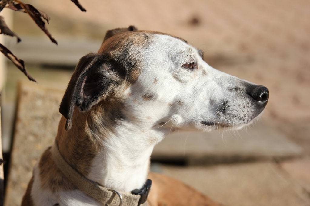Comment choisir son vétérinaire pour son chien ?