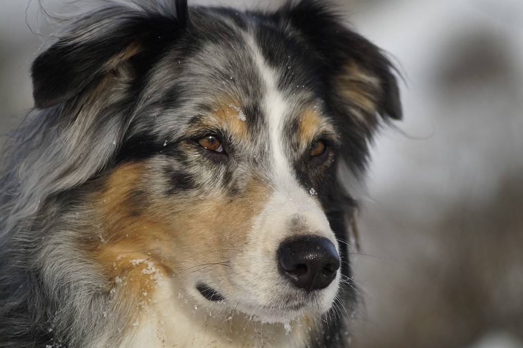 Conseils pour toujours garder son chien en bonne santé