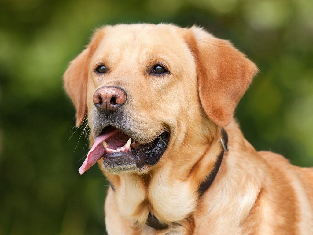 Conseils pour toujours garder son chien en bonne santé