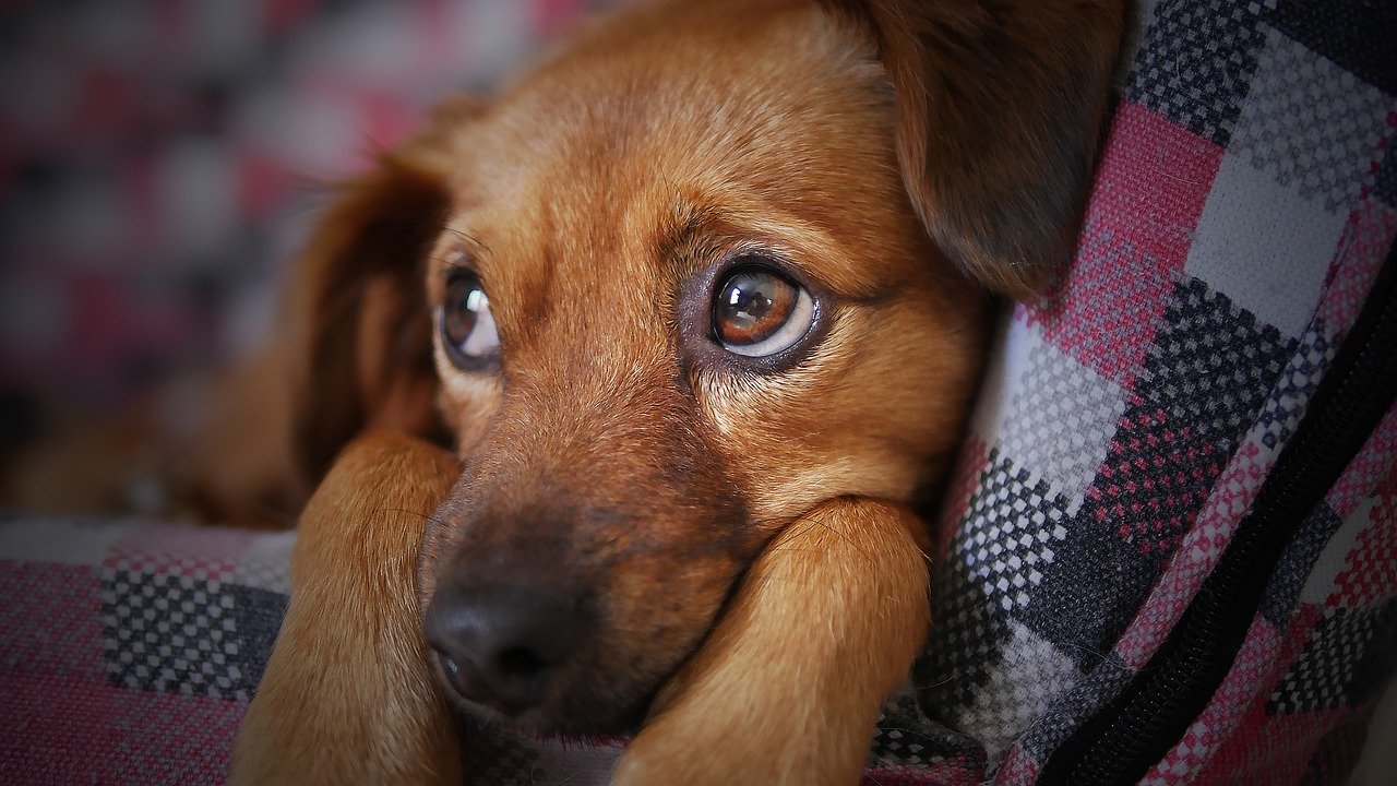 Pourquoi faire une assurance pour son chien ?