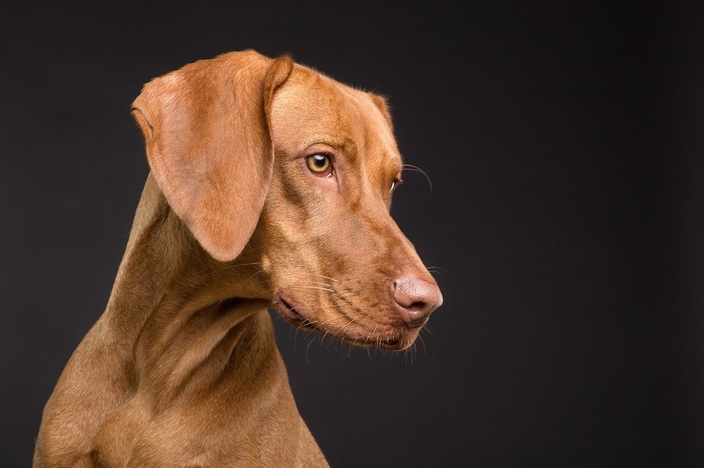 Quels sont les problèmes de santé récurrents chez les chiens ?