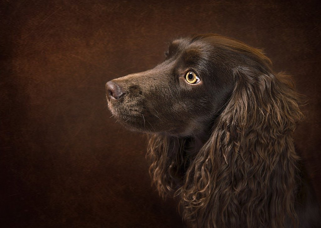 Quand amener le chien chez le vétérinaire ?