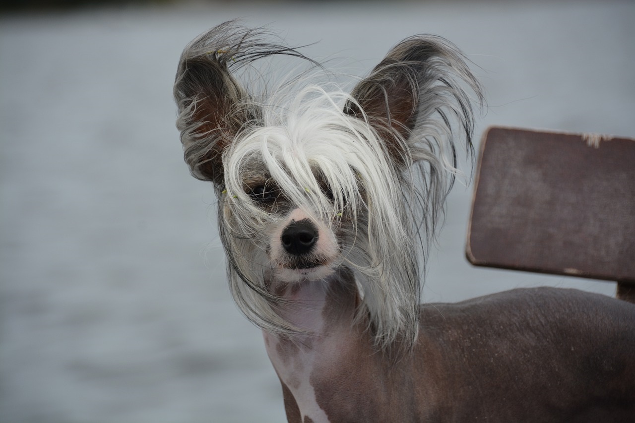 Comment choisir son vétérinaire pour son chien ?