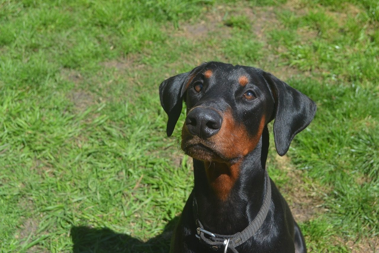 Pourquoi prendre une assurance pour son chien ?