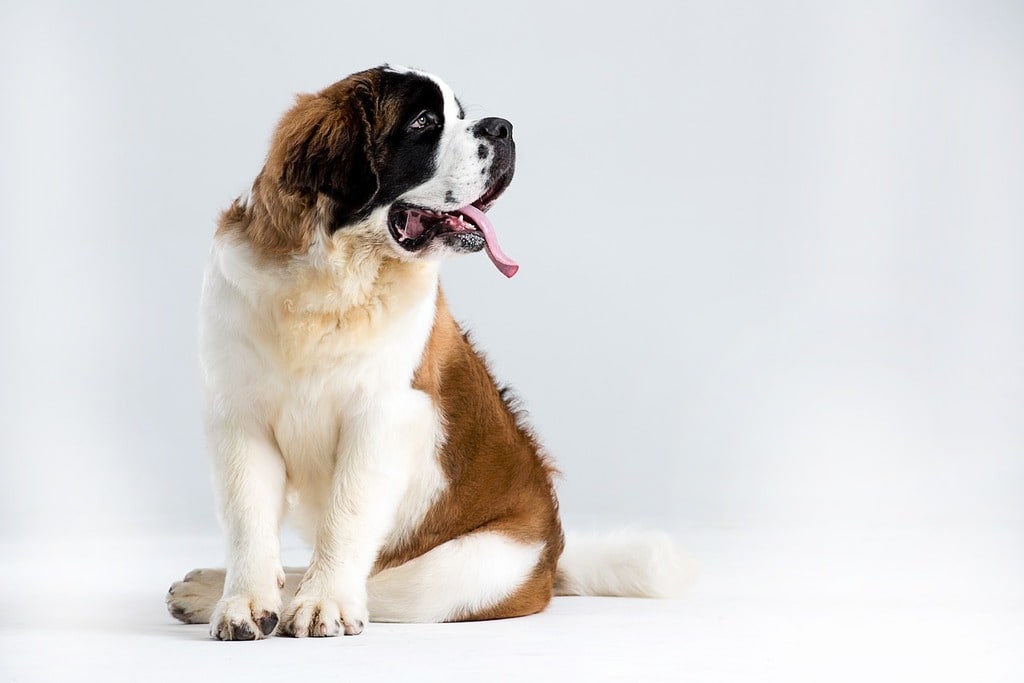 Quels sont les problèmes de santé récurrents chez les chiens ?
